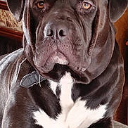 Pepper is registered to the contest to win money with this photo: dog, black_dog, pet, indoor, animal, mammal, cane_corso, portrait, close_up, sitting, looking_at_camera, furniture, cushion, brown_eyes, relaxed, companion, domestic_animal, canine, large_dog, fur
