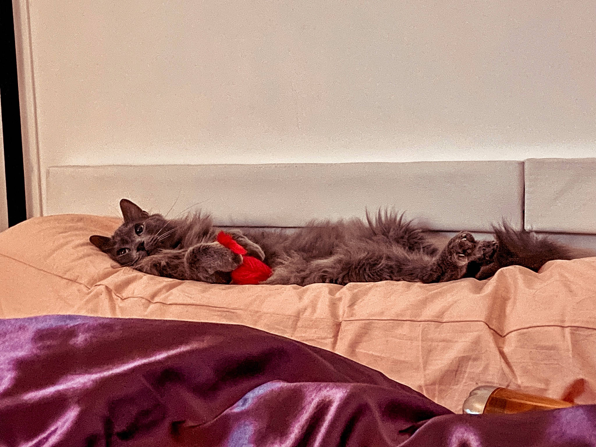 Meeko participe au concours pour gagner de l'argent avec cette photo : bed, bed_frame, carnivore, cat, comfort, couch, felidae, floor, flooring, furniture, grey, house, linens, small_to_medium_sized_cats, studio_couch, tail, textile, tints_and_shades, whiskers, wood