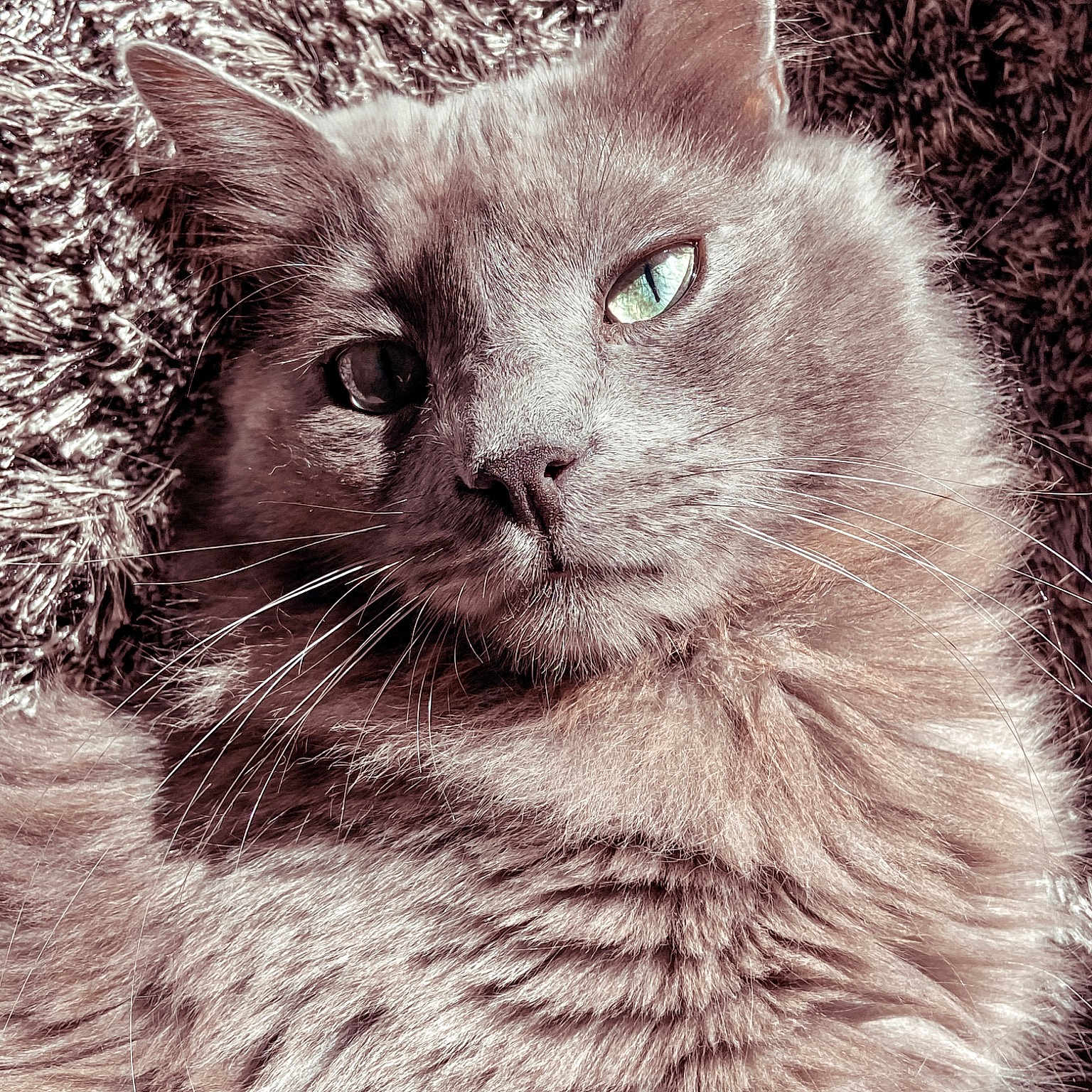 Meeko