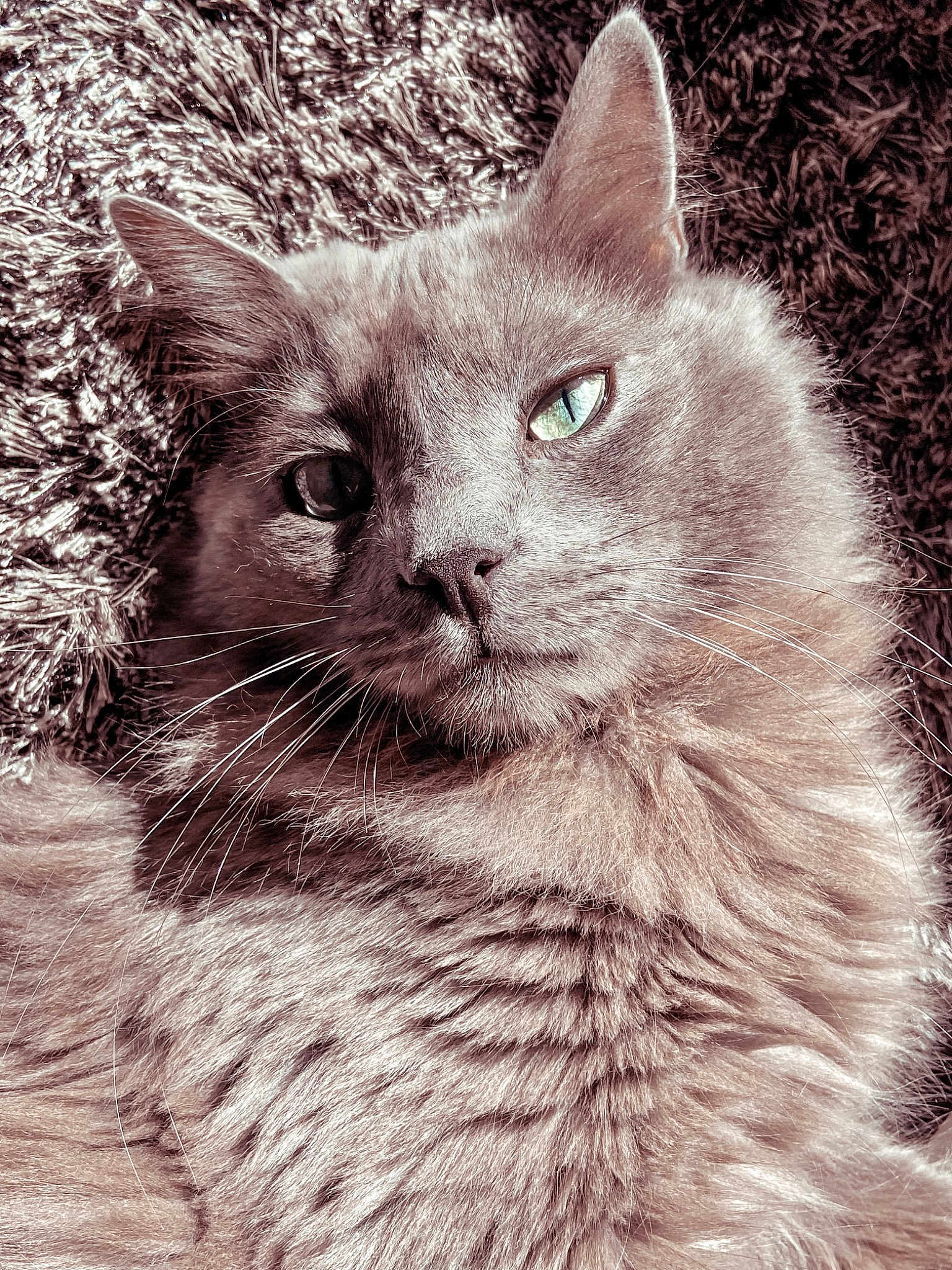 Meeko