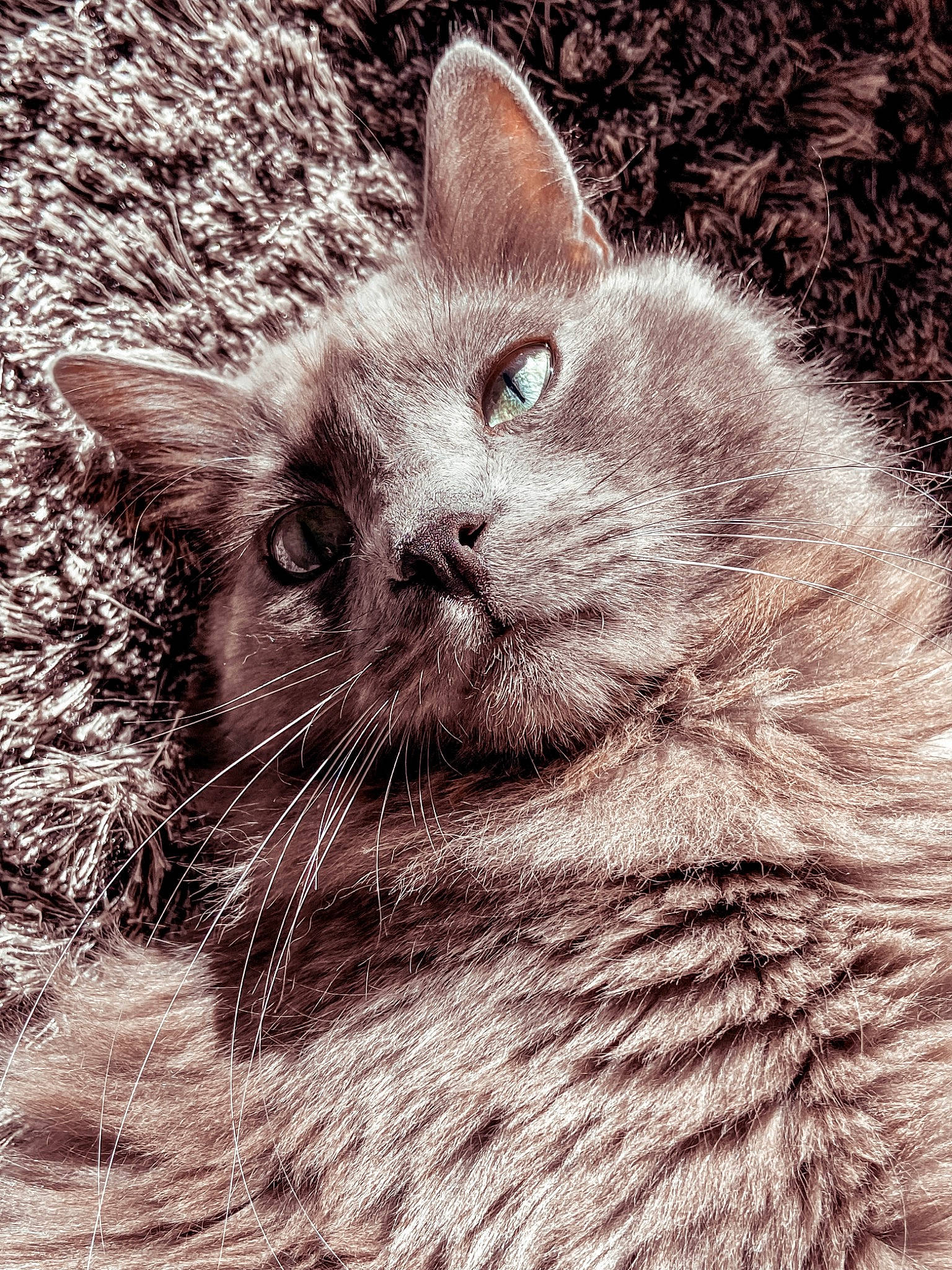 Meeko participe au concours pour gagner de l'argent avec cette photo : carnivore, cat, close_up, domestic_short_haired_cat, eye, fawn, felidae, fur, grass, grey, monochrome, monochrome_photography, organism, paw, small_to_medium_sized_cats, snout, tail, terrestrial_animal, whiskers, wildlife