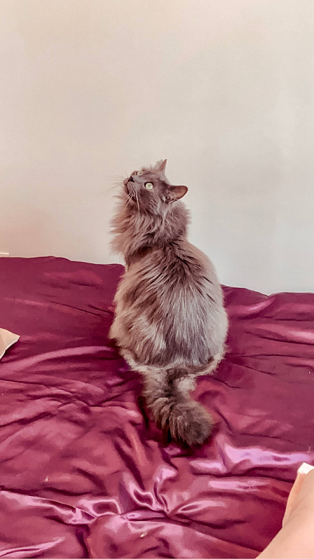 Meeko a rejoint le concours — aidez-le/la à gagner de superbes lots ! british_longhair, canidae, carnivore, cat, comfort, companion_dog, dog_breed, fawn, felidae, fur, grey, linens, magenta, paw, ragdoll, sitting, small_to_medium_sized_cats, tail, toy_dog, whiskers