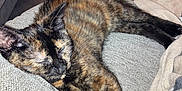 Phoebe joined the competition — help win amazing prizes! animal, blanket, cat, comfort, couch, cozy, domestic, feline, fur, home, indoor, laying, paw, pet, quiet, relaxing, resting, sleeping, soft, tortoiseshell