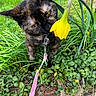 Phoebe joined the competition — help win amazing prizes! cat, tortoiseshell_cat, flower, daffodil, leash, pink_leash, greenery, plants, grass, garden, outdoor, nature, close_up, curious, pet, animal, feline, leaves, brick, spring