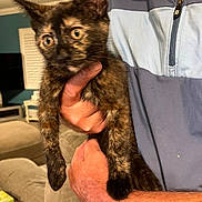 Phoebe joined the competition — help win amazing prizes! animal, blur, cat, cozy, curious, ears, eyes, fur, furniture, hand, holding, home, indoor, jacket, kitten, living_room, person, pet, sofa, tortoiseshell