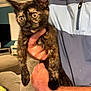 animal, blur, cat, cozy, curious, ears, eyes, fur, furniture, hand, holding, home, indoor, jacket, kitten, living_room, person, pet, sofa, tortoiseshell