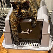 Phoebe joined the competition — help win amazing prizes! cat, tortoiseshell_cat, pet, animal, indoor, cat_house, plastic, floor, wooden_floor, curtains, door, paw, relaxed, feline, domestic_cat, window, striped_rug, home, looking_down, orange_eyes