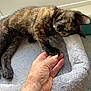Phoebe is registered to the contest to win money with this photo: animal, bed, cat, closeup, companion, cozy, cute, feline, fur, hand, indoor, kitten, light, paw, pet, resting, soft, tortoiseshell, touch, window