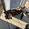 Phoebe joined the competition — help win amazing prizes! cat, tortoiseshell, sunlight, scratching_post, carpet, window, door, shoe, indoor, relaxed, pet, animal, fur, yellow_eyes, shadow, home, cozy, laying_down, sunbeam, playful