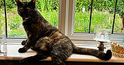 Phoebe joined the competition — help win amazing prizes! cat, tortoiseshell_cat, windowsill, window, garden, plants, flowers, ceramic_figures, indoor, outdoor_view, greenery, pet, animal, feline, relaxing, sunlight, decor, nature, house, cozy