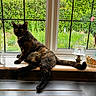 cat, tortoiseshell_cat, windowsill, window, garden, plants, flowers, ceramic_figures, indoor, outdoor_view, greenery, pet, animal, feline, relaxing, sunlight, decor, nature, house, cozy