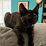Phoebe is registered to the contest to win money with this photo: animal, cat, couch, cozy, curious, cute, domestic, ears, eyes, fur, furniture, home, indoor, living_room, mammal, pet, portrait, resting, tortoiseshell, whiskers