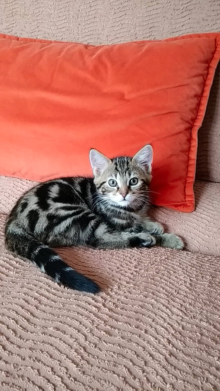 Spritz participe au concours pour gagner de l'argent avec cette photo : carnivore, cat, claw, comfort, domestic_short_haired_cat, felidae, flooring, fur, grey, linens, paw, pillow, sand, sitting, small_to_medium_sized_cats, snout, tail, terrestrial_animal, whiskers, wildlife