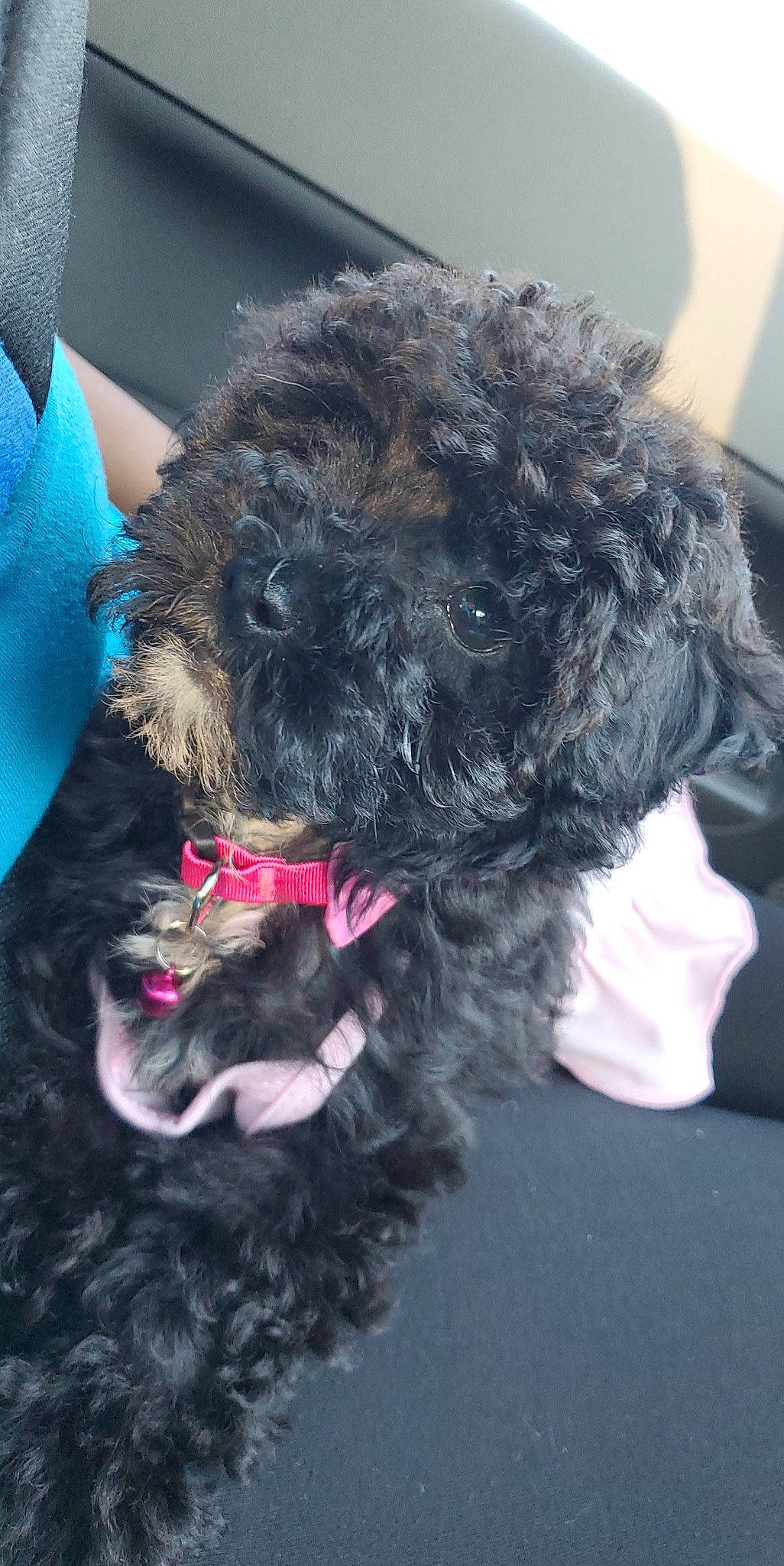 Blackmagness joined the competition — help win amazing prizes! canidae, carnivore, collar, companion_dog, dog, dog_breed, dog_collar, fur, labradoodle, liver, magenta, maltepoo, non_sporting_group, poodle, snout, sporting_group, terrier, toy_dog, water_dog, working_animal