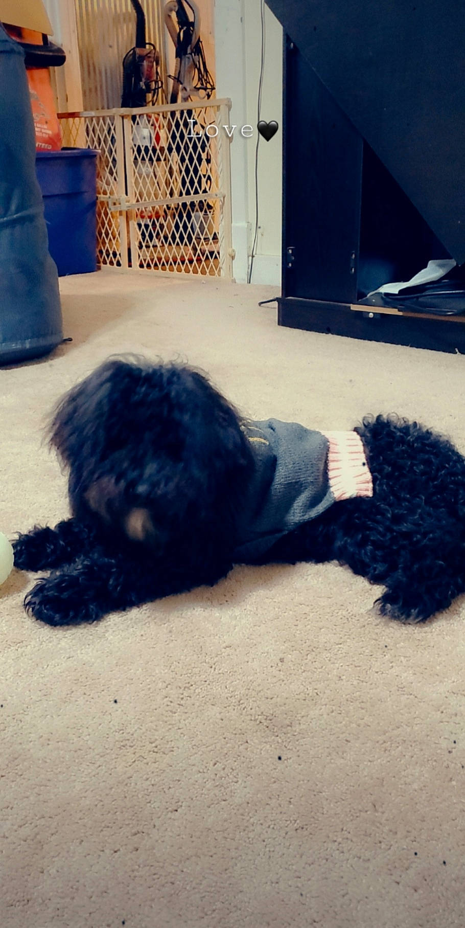 Blackmagness is registered to the contest to win money with this photo: asphalt, canidae, carnivore, cloud, companion_dog, dog, dog_breed, door, electric_blue, floor, flooring, fur, meteorological_phenomenon, road_surface, soil, sporting_group, tail, terrier, tints_and_shades, toy_dog