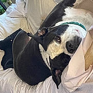 Bam Bam joined the competition — help win amazing prizes! dog, bed, blanket, white, black, collar, indoor, pet, resting, sleepy, fur, canine, comfort, home, cozy, couch, relaxing, animal, lying_down, domestic