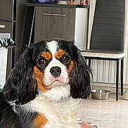 Viky participe au concours pour gagner de l'argent avec cette photo : dog, cavalier_king_charles_spaniel, pet, indoor, floor, furniture, chair, cabinet, kitchen, dog_face, black, white, brown, fur, animal, looking_at_camera, expression, domestic, cute, companion