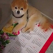 Bijou a rejoint le concours — aidez-le/la à gagner de superbes lots ! akita, akita_inu, carnivoran, companion_dog, dog, dog_breed, dog_breed_group, dog_like_mammal, non_sporting_group, pomeranian, puppy, shiba_inu, snout, spitz