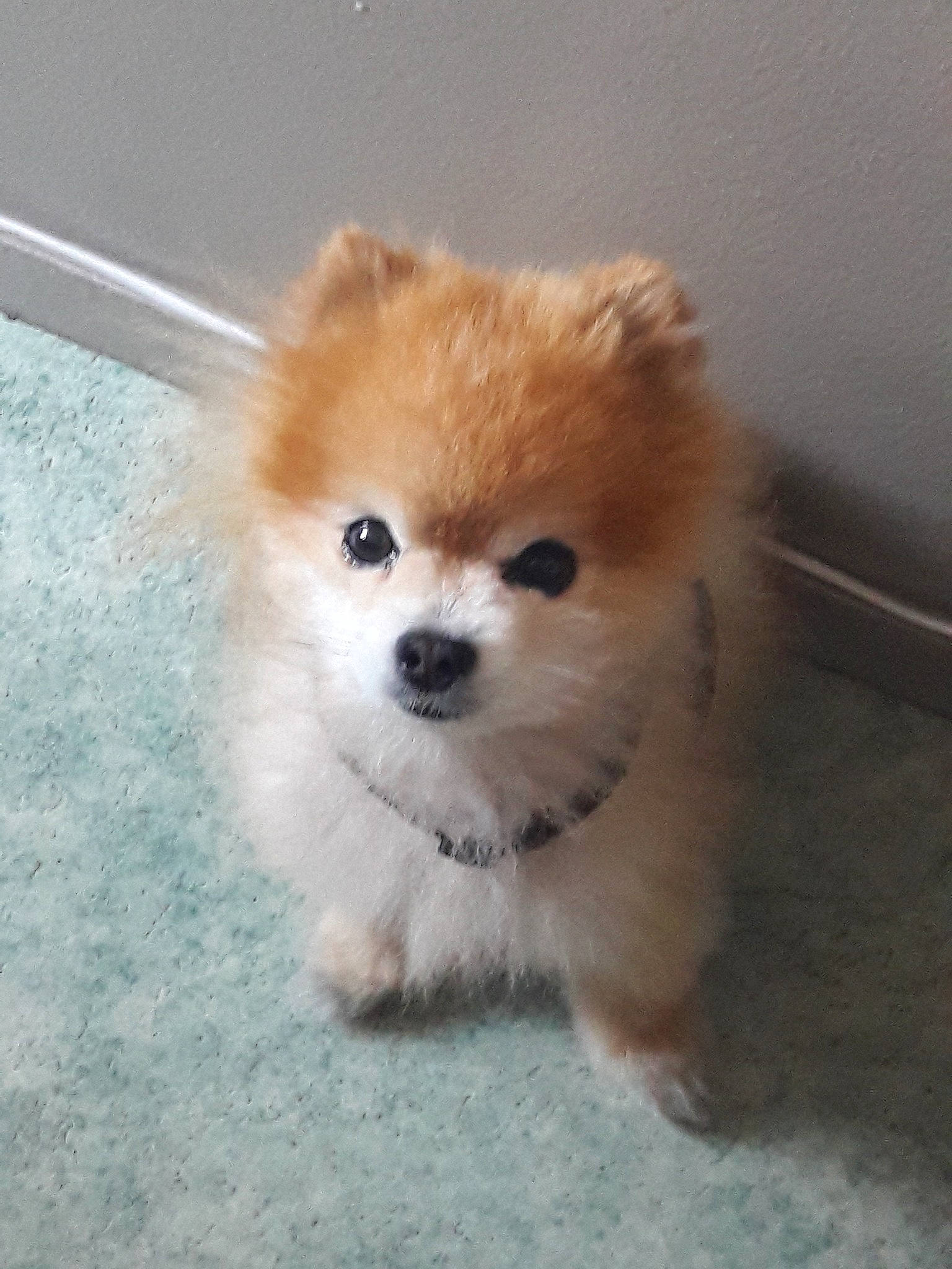 Bijou participe au concours pour gagner de l'argent avec cette photo : ancient_dog_breeds, carnivoran, companion_dog, dog, dog_breed, dog_breed_group, dog_like_mammal, german_spitz, german_spitz_klein, german_spitz_mittel, non_sporting_group, person, pomeranian, puppy, snout, spitz, toy_dog, volpino_italiano