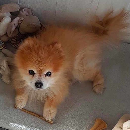 Bijou