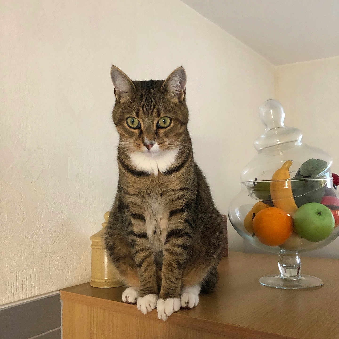 Oréo a rejoint le concours — aidez-le/la à gagner de superbes lots ! animal, cat, citrusfruit, diningtable, food, fruit, furniture, glass, hardwood, kitten, manx, orange, pear, pet, plant, pottedplant, produce, sphere, table, wood