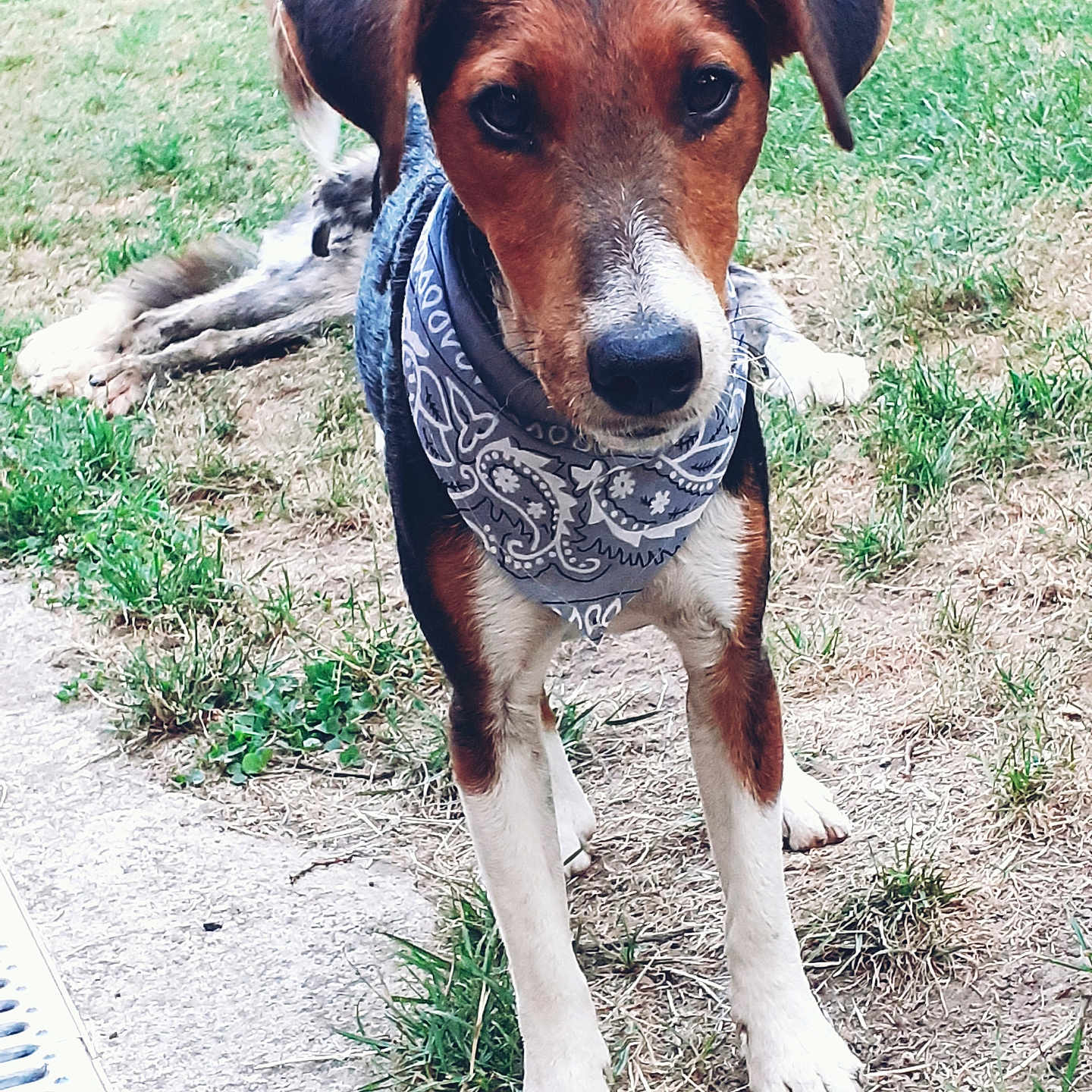 Cowboy a rejoint le concours — aidez-le/la à gagner de superbes lots ! accessories, animal, architecture, bandana, beagle, building, canine, clothing, collar, dog, formalwear, grass, headband, hound, pet, plant, puppy, scarf, strap, tie