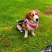 Bella is registered to the contest to win money with this photo: dog, grass, park, trees, harness, pink, heterochromia, blue_eye, brown_eye, tongue_out, pet, outdoor, leash, canine, nature, happy, sitting, plaid, person_partial, daylight