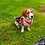 dog, grass, park, trees, harness, pink, heterochromia, blue_eye, brown_eye, tongue_out, pet, outdoor, leash, canine, nature, happy, sitting, plaid, person_partial, daylight
