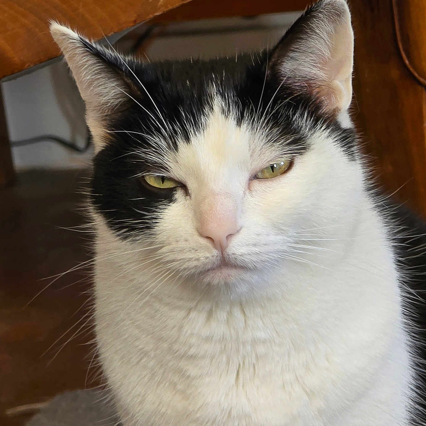 Nrv a rejoint le concours — aidez-le/la à gagner de superbes lots ! animal, black_and_white, calm, cat, close_up, domestic, ears, expression, face, feline, fur, indoors, mammal, natural_light, pet, portrait, serious, sitting, whiskers, wooden_table