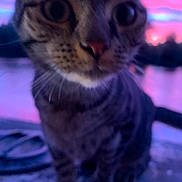 Chouchoune participe au concours pour gagner de l'argent avec cette photo : animal, blurred, cat, close_up, curious, cute, ears, evening, feline, fur, mammal, nature, outdoor, pet, pink_sky, portrait, purple_sky, sunset, twilight, whiskers