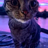 animal, blurred, cat, close_up, curious, cute, ears, evening, feline, fur, mammal, nature, outdoor, pet, pink_sky, portrait, purple_sky, sunset, twilight, whiskers