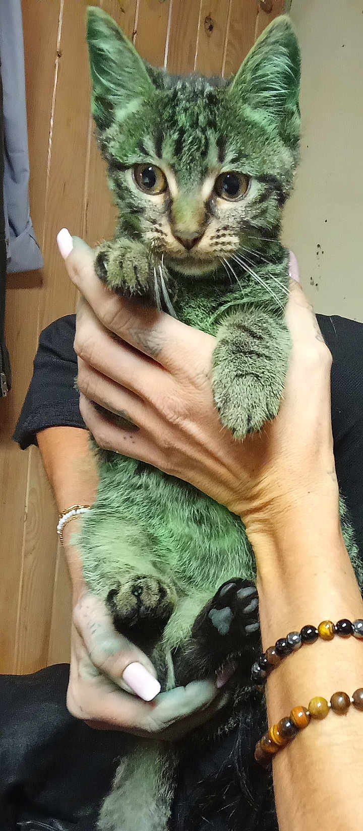 Chouchoune a rejoint le concours — aidez-le/la à gagner de superbes lots ! kitten, cat, tabby, pet, animal, feline, cute, hands, holding, person, nails, bracelet, wooden_wall, indoor, young, fur, whiskers, paw, closeup, expression