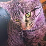 Chouchoune a rejoint le concours — aidez-le/la à gagner de superbes lots ! animal, cat, chair, close_up, cute, domestic_animal, feline, fur, green_eyes, indoor, looking_down, mammal, pet, pink_nose, portrait, sitting, soft_light, striped, tabby_cat, whiskers