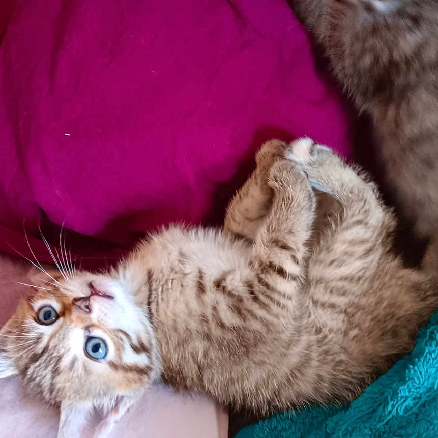 Chouchounette