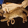 animal, black_surface, blanket, cat, cozy, cute, domestic_cat, feline, fur, indoor, kitten, paw, pet, relaxation, resting, rope, sleeping, tabby, texture, whiskers