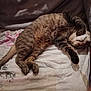 Maya participe au concours pour gagner de l'argent avec cette photo : cat, tabby, pet, sleeping, relaxing, couch, blanket, indoor, fur, whiskers, paw, cozy, domestic_animal, mammal, resting, cute, animal, feline, lazy, comfort