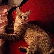 Maya participe au concours pour gagner de l'argent avec cette photo : cat, tabby_cat, feline, pet, indoor, couch, cushion, red_cushion, fur, whiskers, relaxed, animal, mammal, laying_down, looking, ears, tail, home, cozy, comfort