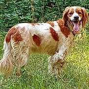 Rita participe au concours pour gagner de l'argent avec cette photo : dog, brown_and_white, grass, forest, outdoor, nature, canine, pet, happy, tongue_out, fur, standing, greenery, wildlife, daylight, animal, muzzle, ears, tail, collar