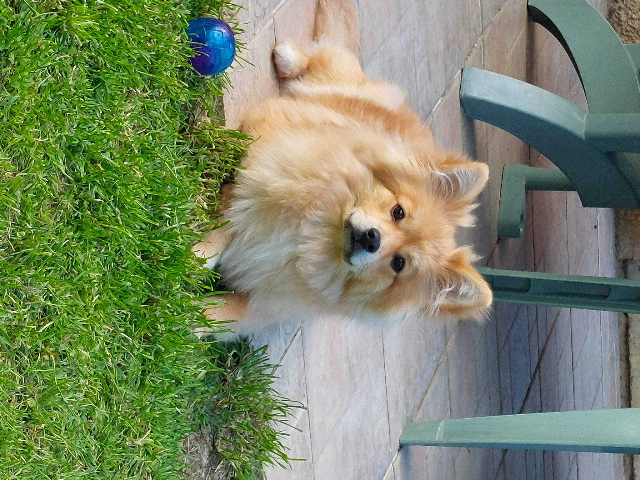 Ony a rejoint le concours — aidez-le/la à gagner de superbes lots ! canidae, carnivore, companion_dog, dog, dog_breed, electric_blue, fawn, fur, german_spitz, german_spitz_klein, german_spitz_mittel, grass, pomeranian, snout, spitz, sporting_group, toy_dog, volpino_italiano, whiskers, working_animal