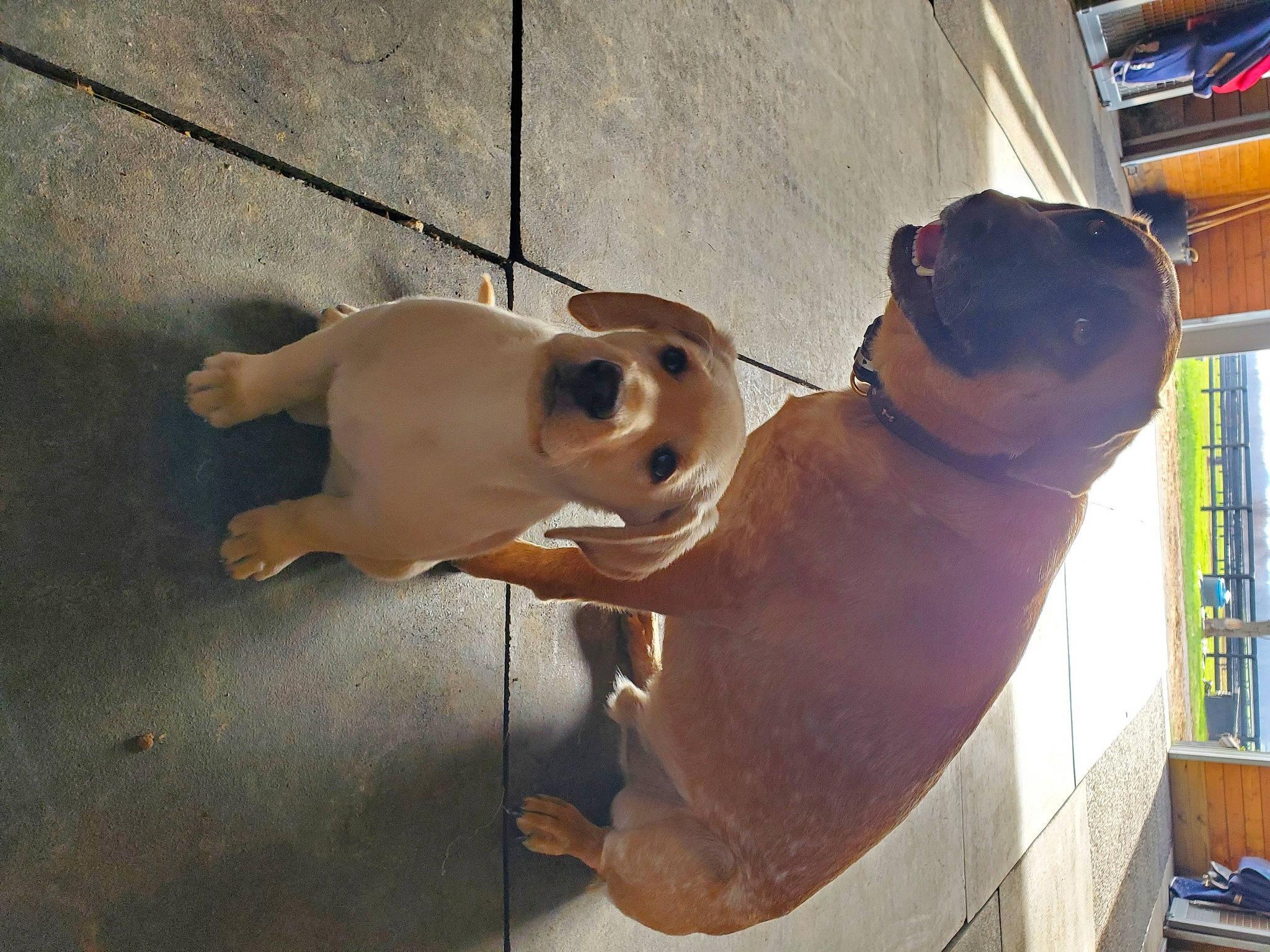 Delilah joined the competition — help win amazing prizes! american_staffordshire_terrier, canidae, carnivore, collar, companion_dog, dog, dog_breed, fawn, liver, non_sporting_group, snout, sporting_group, tail, working_animal, working_dog