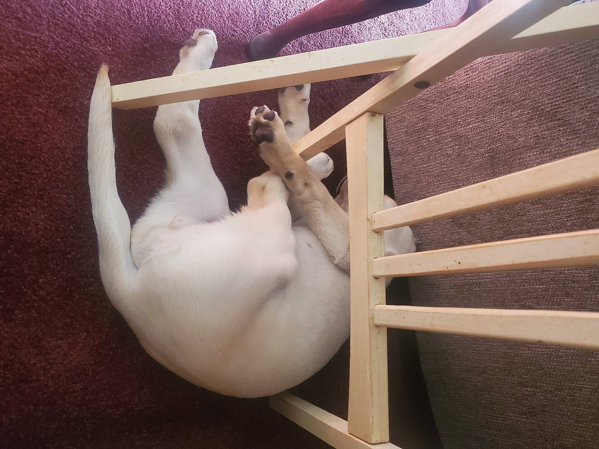 Delilah is registered to the contest to win money with this photo: beige, fawn, foot, livestock, tail, terrestrial_animal