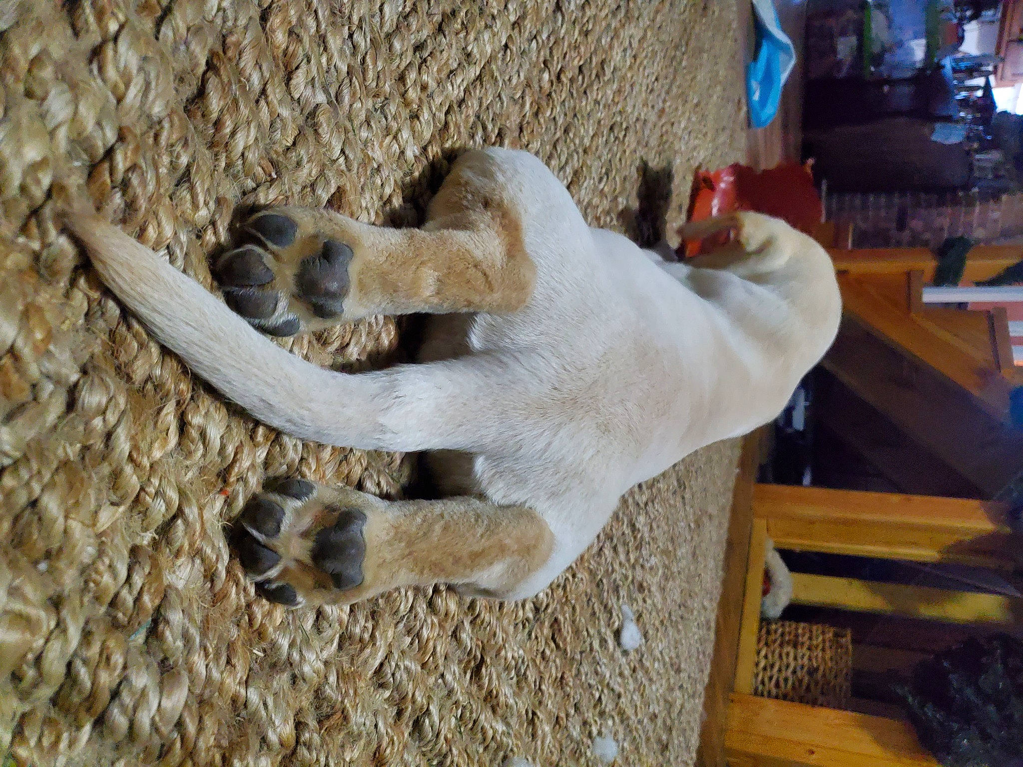 Delilah is registered to the contest to win money with this photo: claw, dog_breed, fawn, fur, paw, primate, snout, tail, terrestrial_animal, zoo