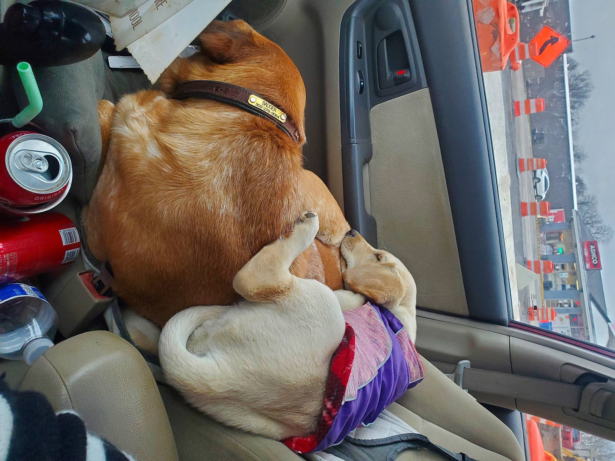 Delilah joined the competition — help win amazing prizes! canidae, carnivore, collar, companion_dog, dog, dog_breed, dog_collar, fawn, liver, pet_supply, snout, sporting_group, stuffed_toy, vehicle_door, working_animal