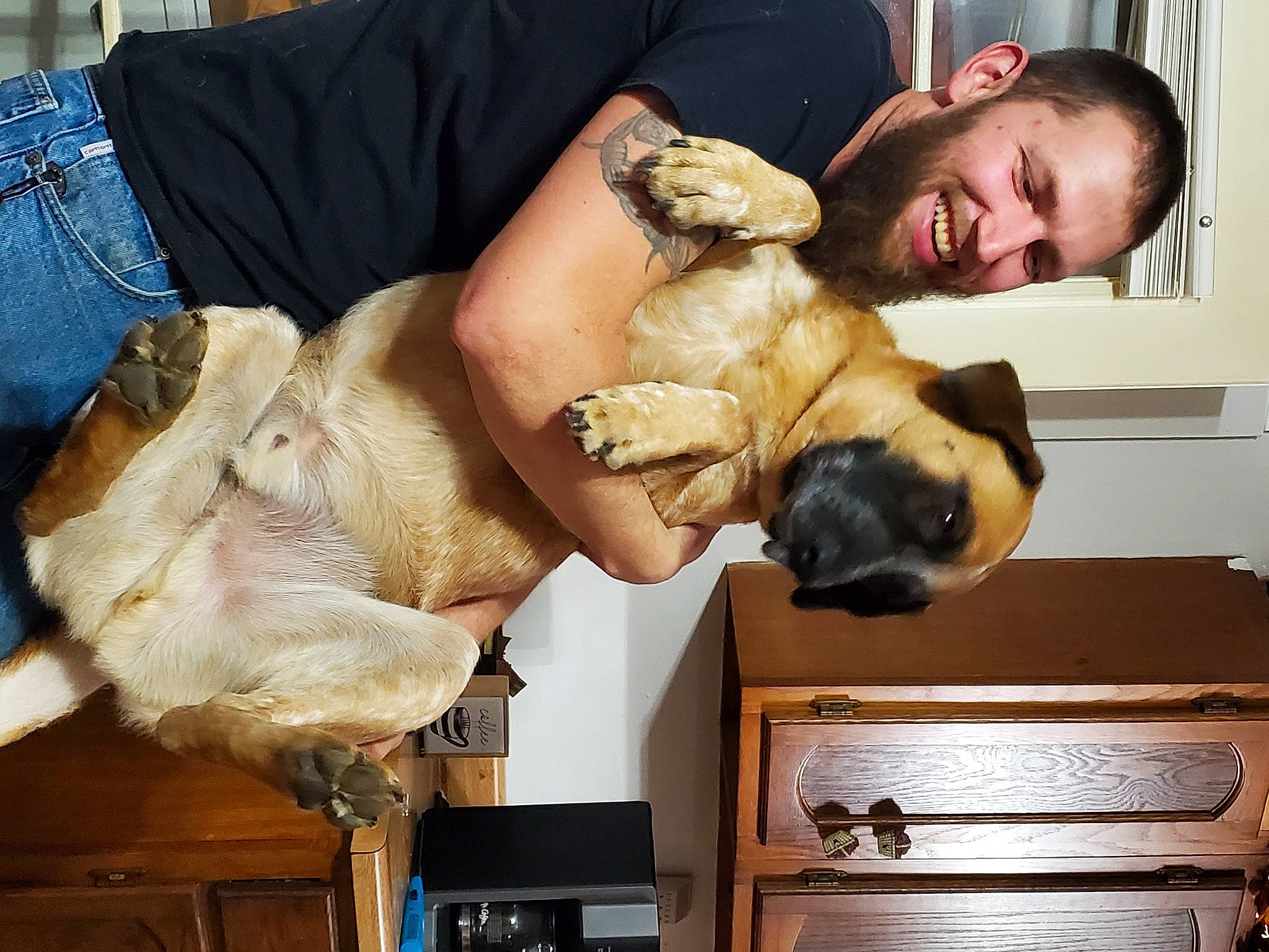 Badger is registered to the contest to win money with this photo: cabinetry, canidae, carnivore, companion_dog, denim, dog, dog_breed, drawer, fawn, home_appliance, human, love, non_sporting_group, puppy, puppy_love, snout, sporting_group, vertebrate, wood_stain, working_animal