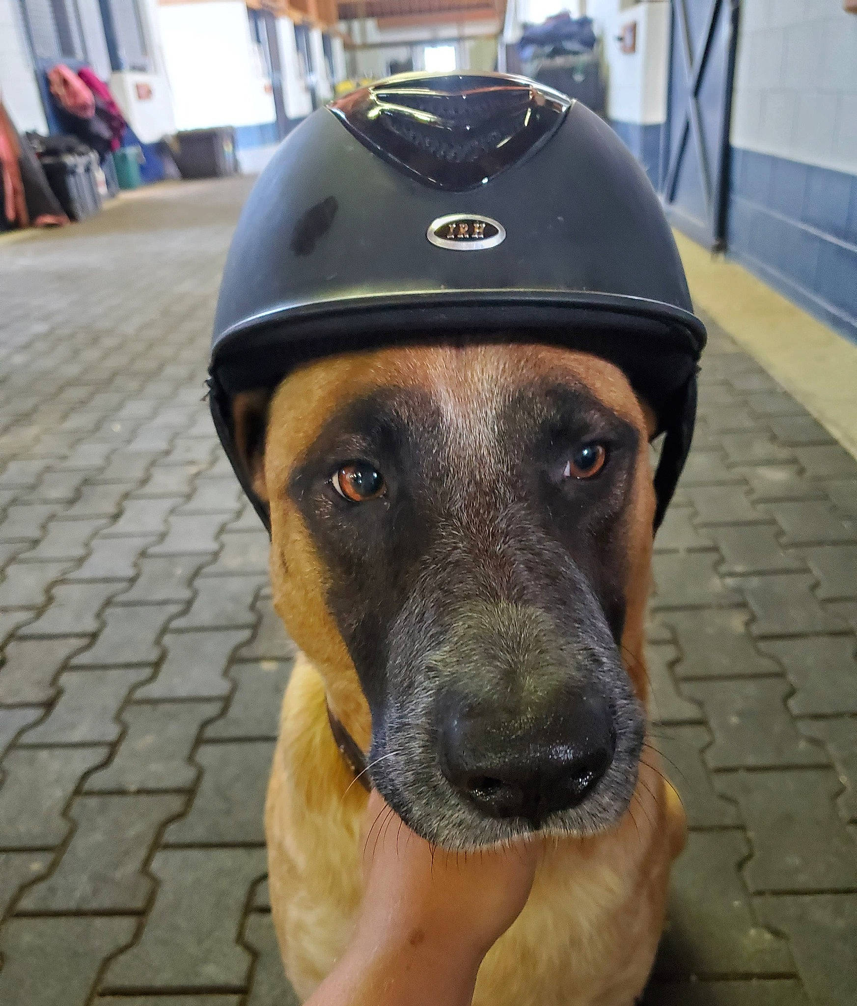 Badger is registered to the contest to win money with this photo: canidae, carnivore, dog, dog_breed, headgear, helmet, law_enforcement, personal_protective_equipment, police_dog, police_officer, security, snapshot, snout, working_animal