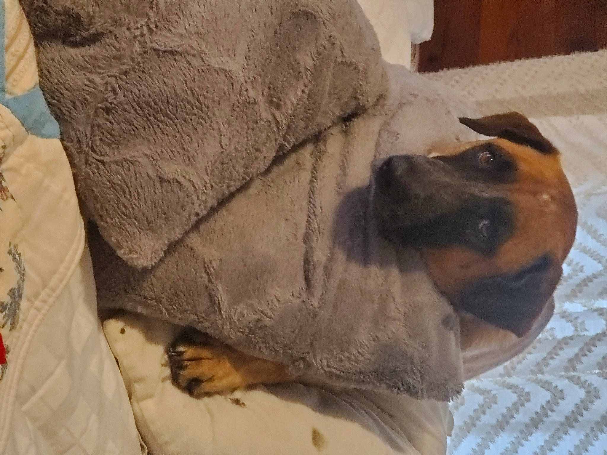 Badger joined the competition — help win amazing prizes! beige, brown, canidae, carnivore, comfort, companion_dog, dog, dog_breed, fawn, fur, linens, snout, sporting_group, tan, vertebrate, whiskers, working_animal, working_dog