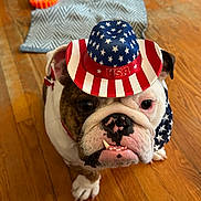 Butkus joined the competition — help win amazing prizes! bulldog, dog, hat, bandana, patriotic, usa, indoor, wood_floor, pet_toy, blanket, brown, white, close_up, canine, domestic_animal, expression, curious, grumpy, animal_accessory, flooring