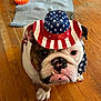 bulldog, dog, hat, bandana, patriotic, usa, indoor, wood_floor, pet_toy, blanket, brown, white, close_up, canine, domestic_animal, expression, curious, grumpy, animal_accessory, flooring