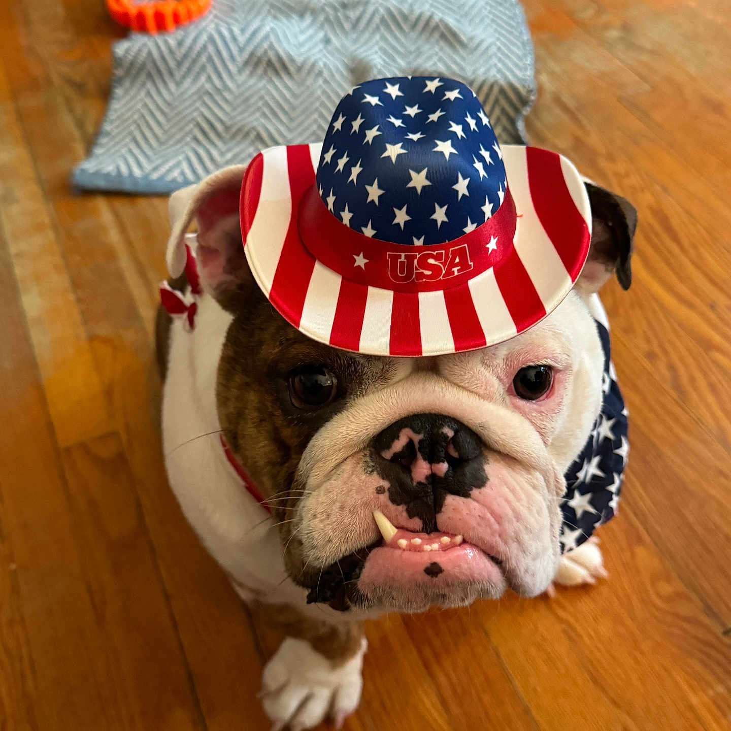 Butkus