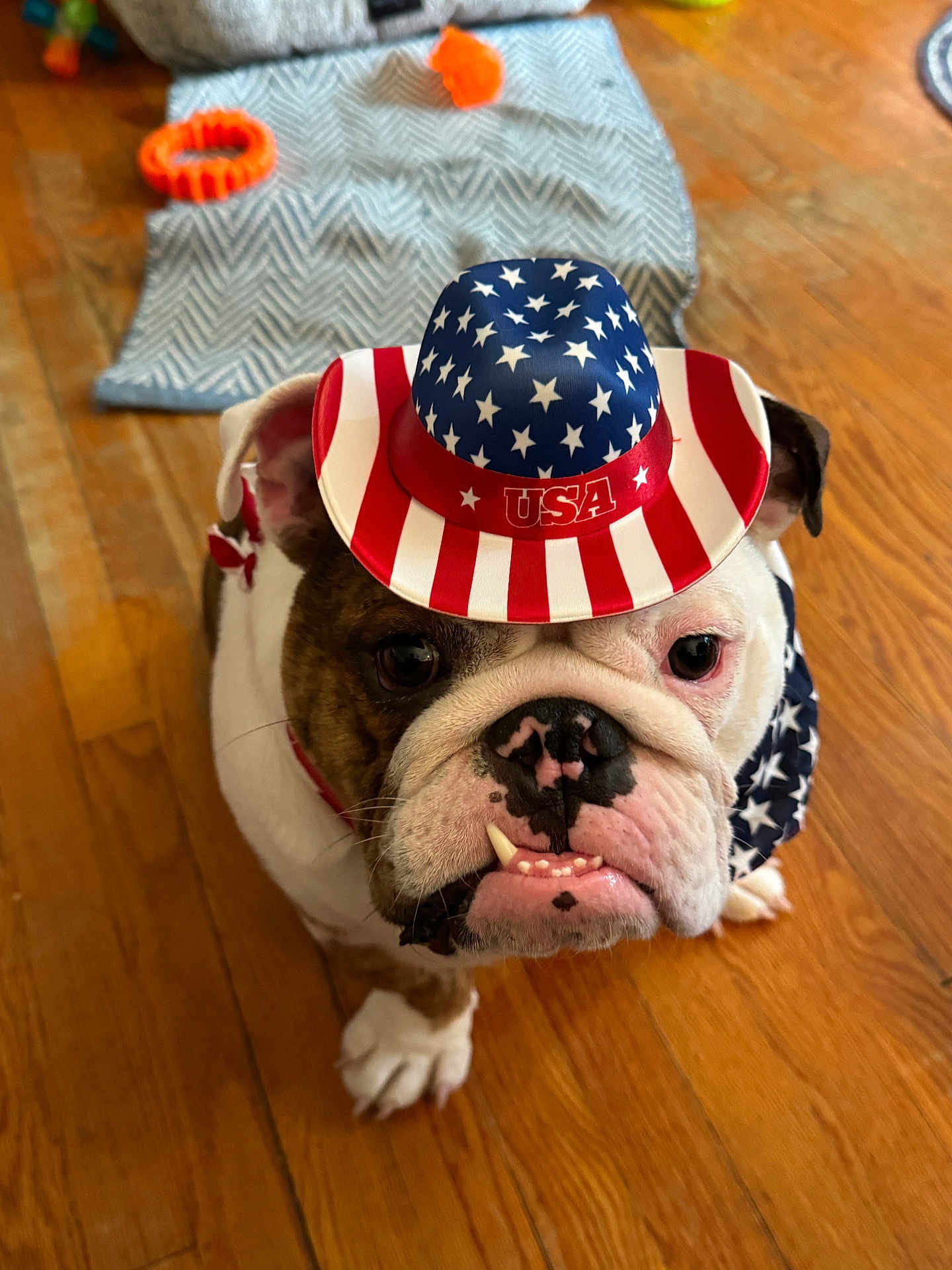 Butkus joined the competition — help win amazing prizes! bulldog, dog, hat, bandana, patriotic, usa, indoor, wood_floor, pet_toy, blanket, brown, white, close_up, canine, domestic_animal, expression, curious, grumpy, animal_accessory, flooring